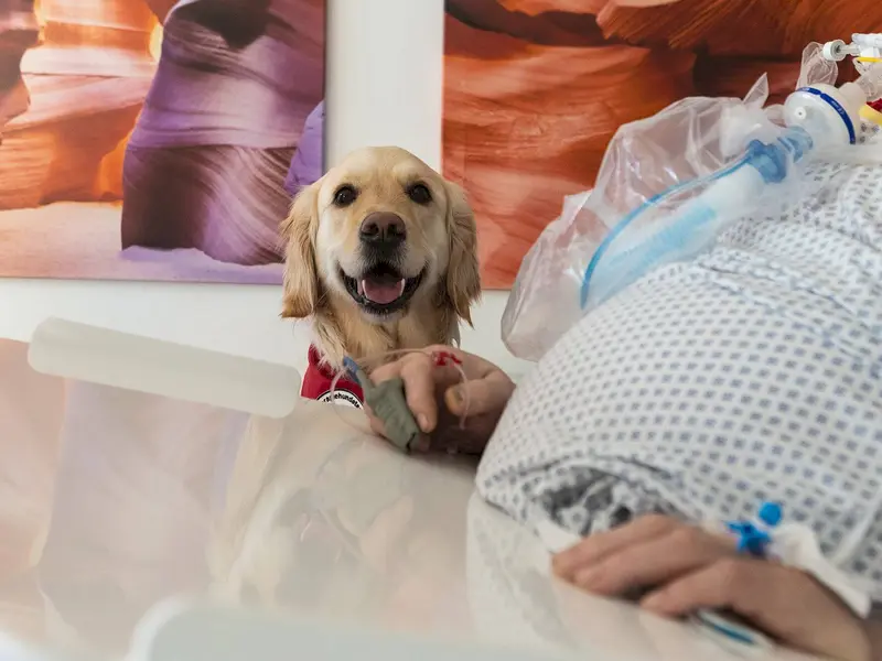 Therapiehund Mate, Intensivstation, Klinikum Ludwigsburg